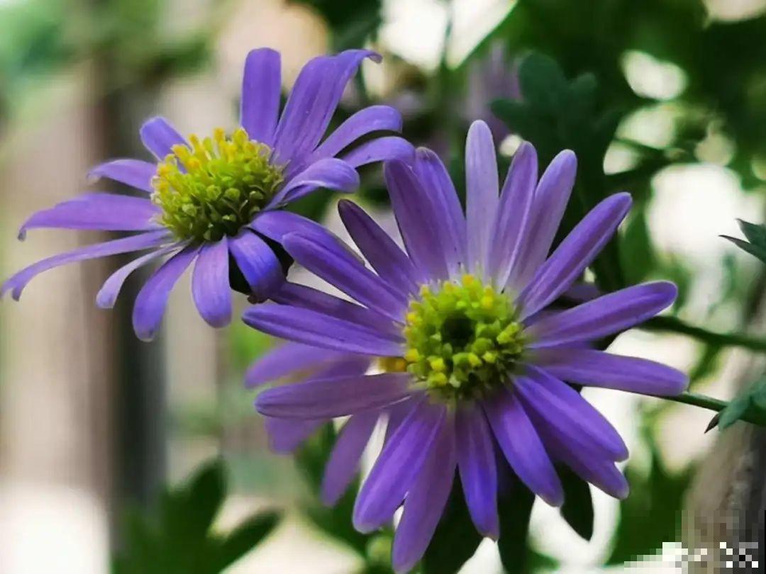 草花中的“小霸王”,耐热耐寒耐阴,开花能开大半年! 草花中的“小霸王”,耐热耐寒耐阴,开花能开大半年!