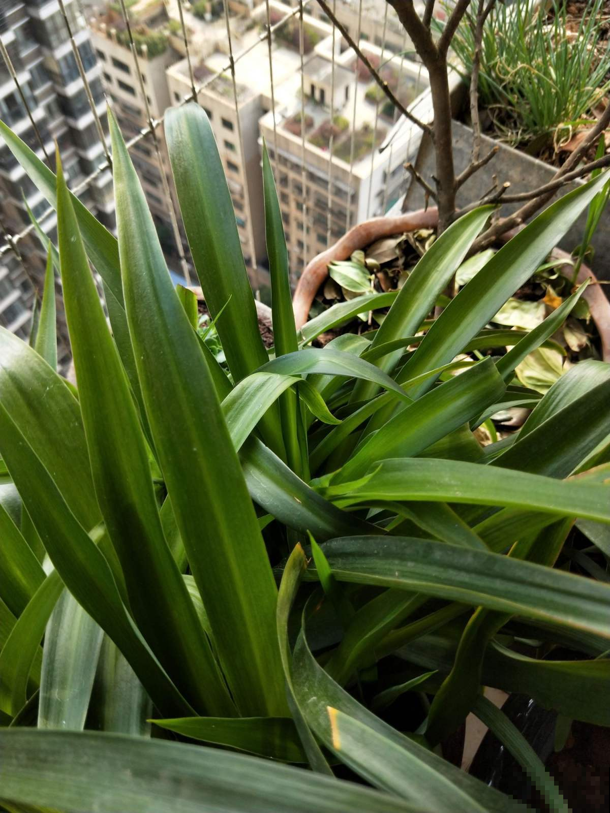 吊兰长得“半死不活”，狠心直接咔嚓掉，1个月疯长爆盆