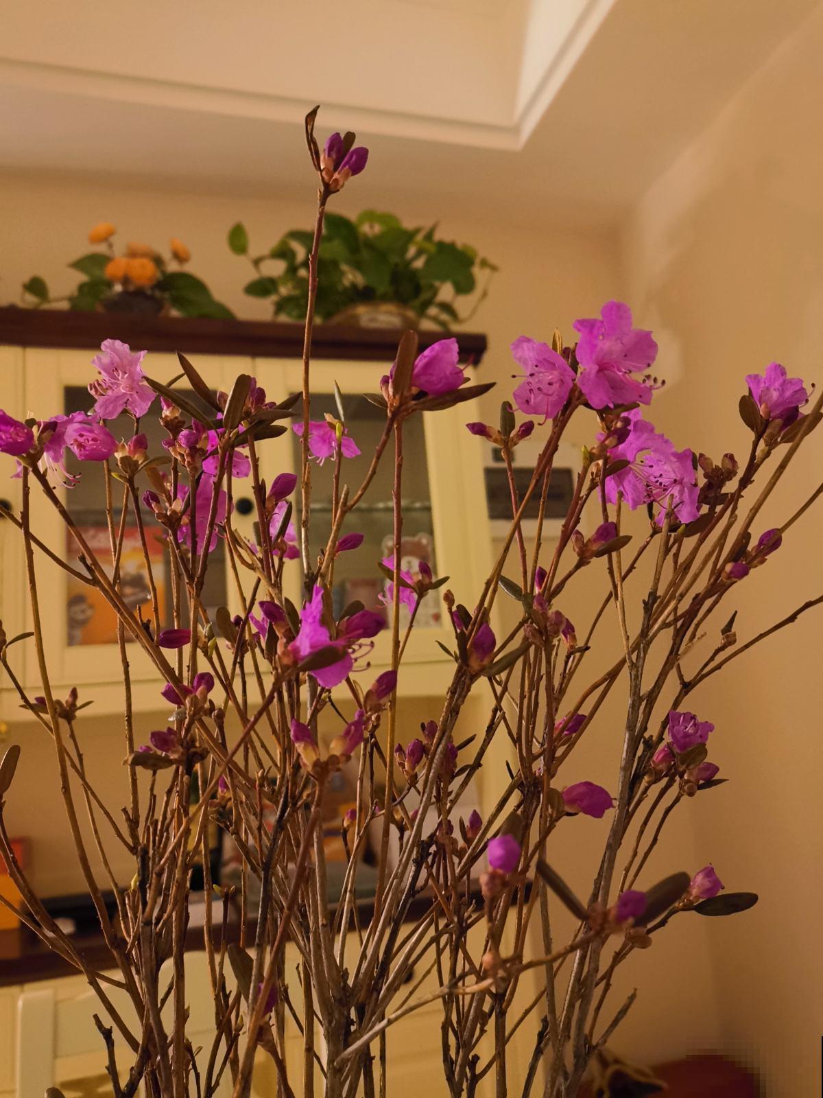 逛花市3种花别买,是国家保护植物,买了有麻烦 逛花市3种花别买,是国家保护植物,买了有麻烦