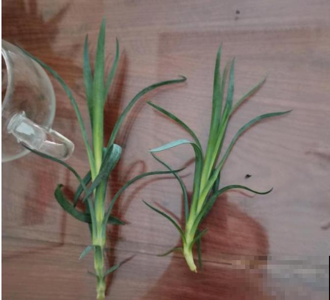 1种花满盆花苞,春天养正好,爆盆很容易 1种花满盆花苞,春天养正好,爆盆很容易