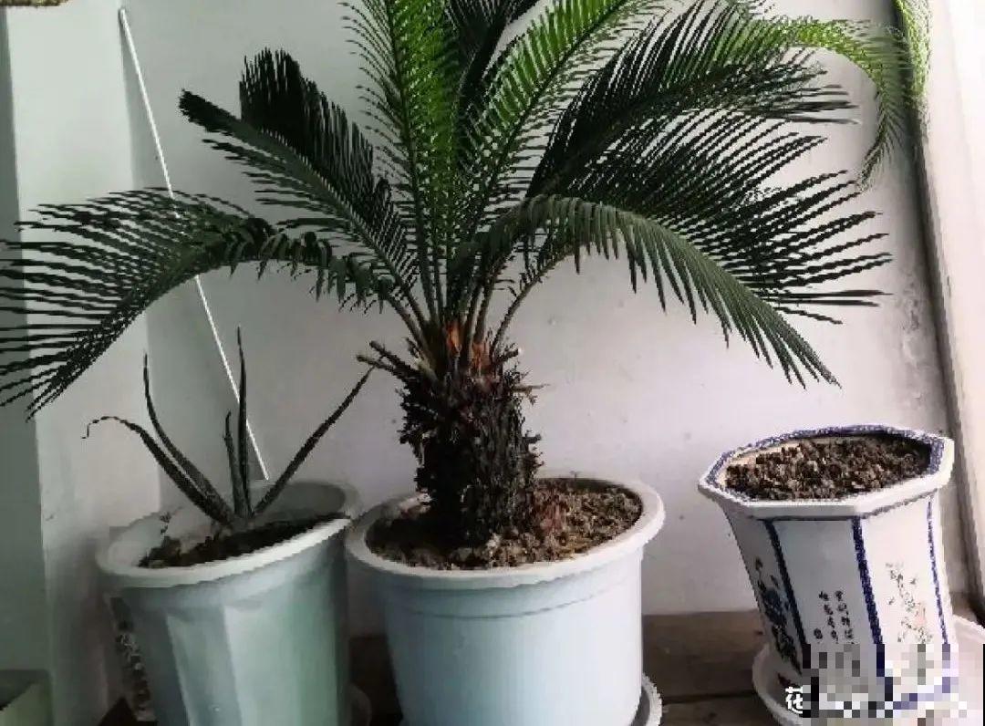 客厅养花别乱摆，选对位置，财运滚滚来！