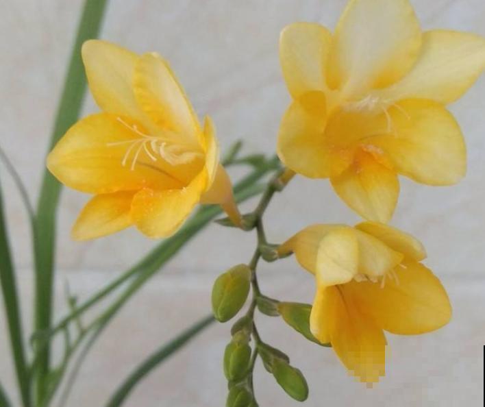 土里埋个“大蒜头”,开出花串子,满屋子都是香味 土里埋个“大蒜头”,开出花串子,满屋子都是香味