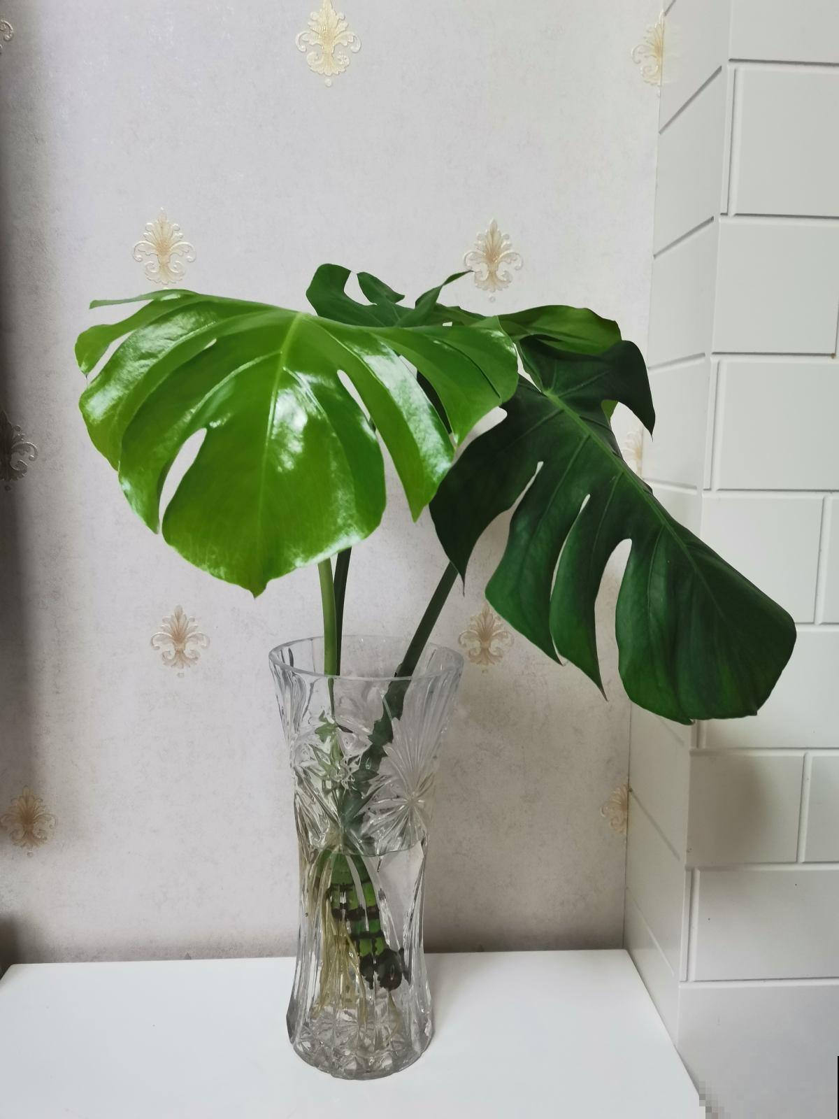 适合粗养的4种花卉，管得住手才能活得好，适合新手小白