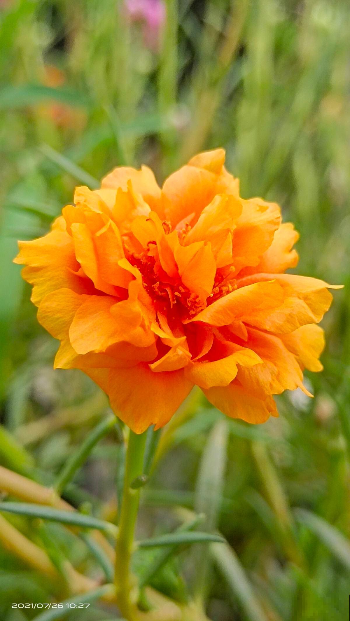 特难养的年宵花，看着是好看，买回家就是冤大头，很快就养死