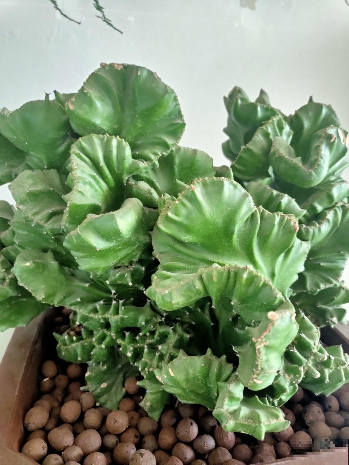 邻居捡了一棵怪植物,栽花盆里养5年,有人出5万买 邻居捡了一棵怪植物,栽花盆里养5年,有人出5万买