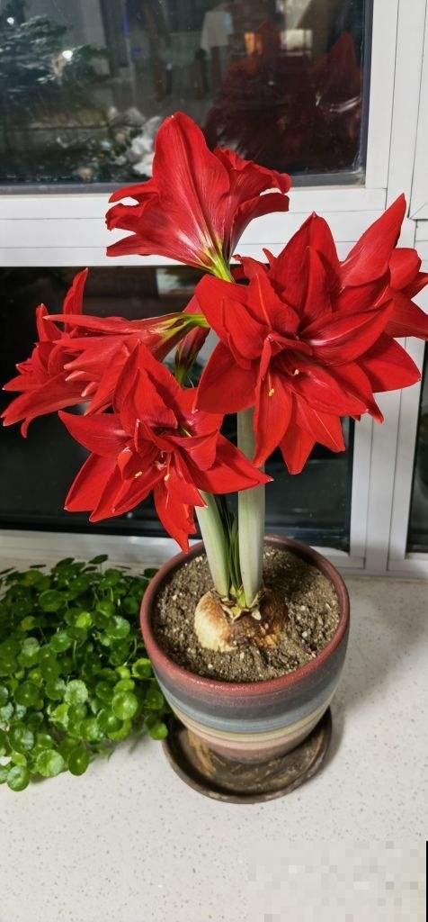 5种花最“旺宅”，家中必备一盆，子孙也多福