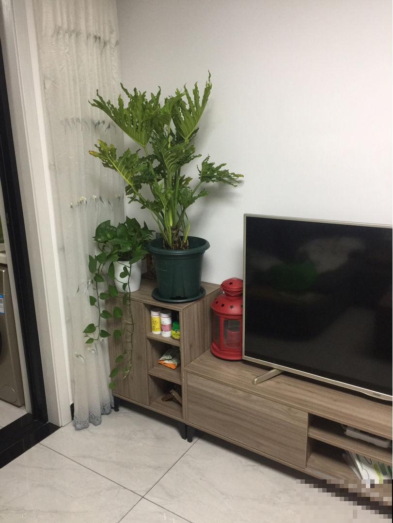 5种花摆在家，顶过高价的装修费，设计感十足