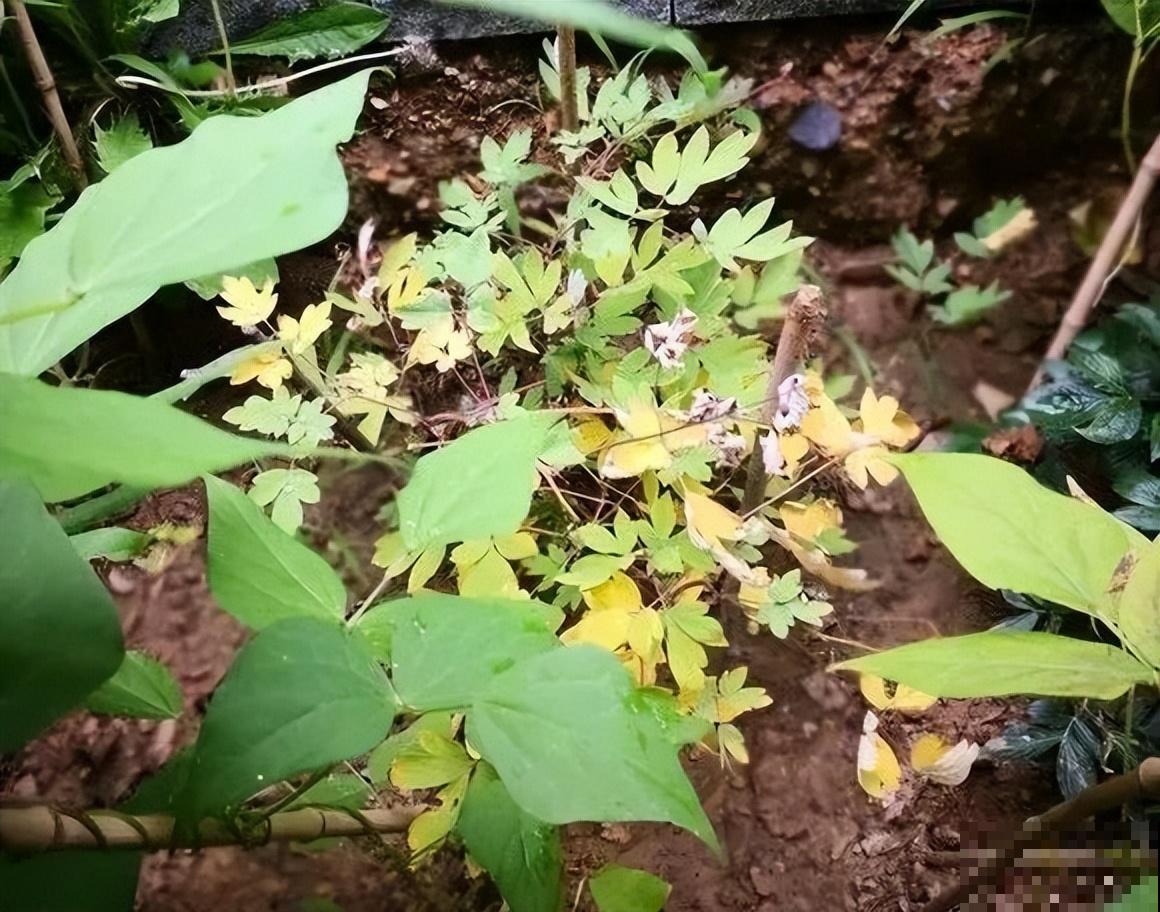 家里养盆荷包牡丹,荷包满满,富贵吉祥寓意好! 家里养盆荷包牡丹,荷包满满,富贵吉祥寓意好!