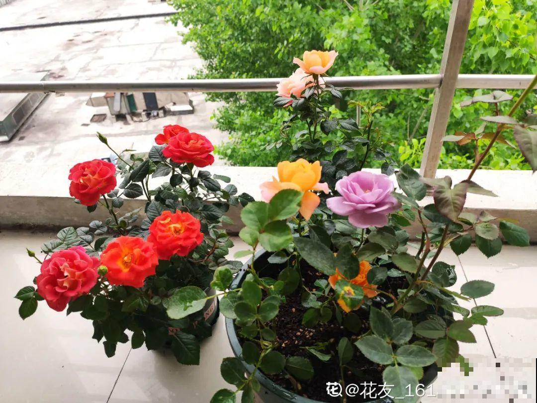 君子兰喝点油,爆花效果好,年年开出大花球 君子兰喝点油,爆花效果好,年年开出大花球