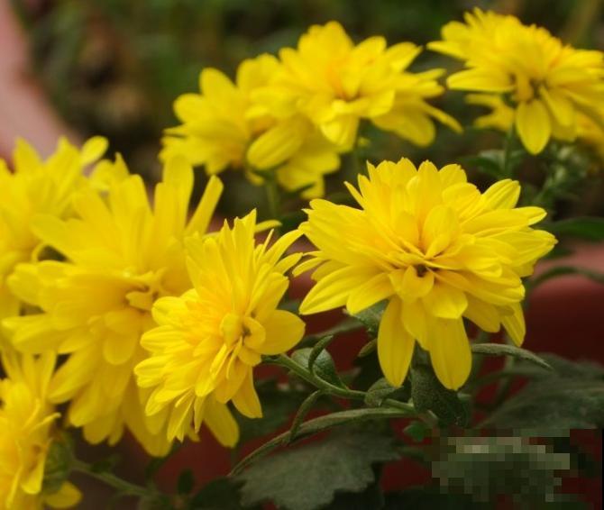 千头菊的养殖很简单，在家养一盆，做好这4点轻松爆盆