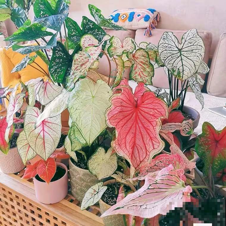 彩叶植物比花美,还特别好养,成为年轻人的心头好 彩叶植物比花美,还特别好养,成为年轻人的心头好