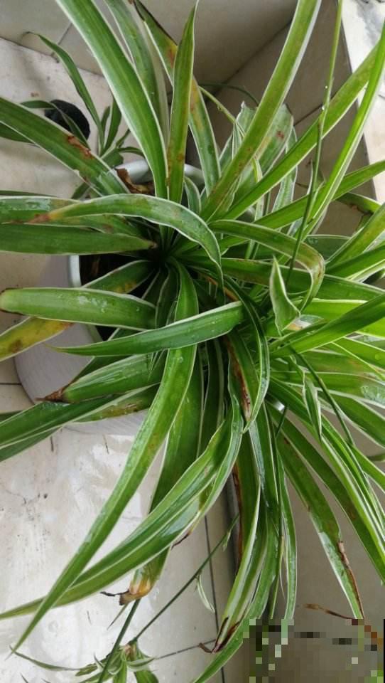 4种植物，一到冬天就黄叶，看看你错误在哪里