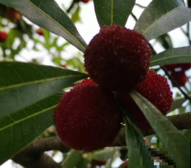 杨梅种植，学会这3点，养殖变简单