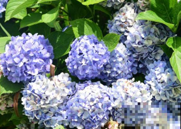 绣球花秋天修剪,记住这2点,来年开花更好 绣球花秋天修剪,记住这2点,来年开花更好