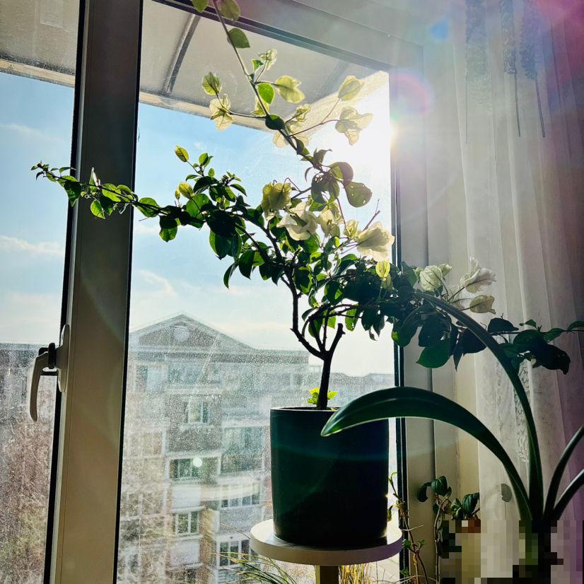 没过清明节，4种花别搬到室外，冻死了就太可惜