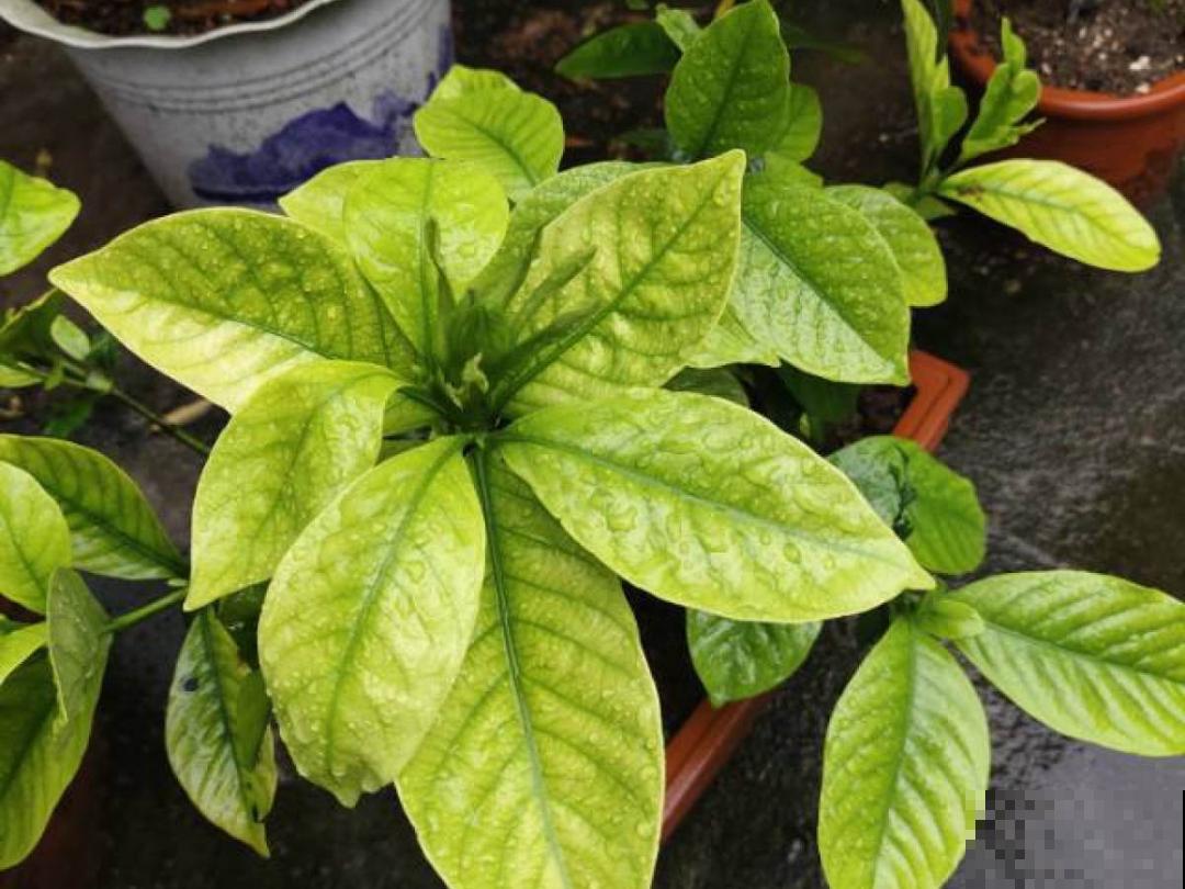 “外甥正月不剃头”，8种花正月不能剪，还要再忍1个月