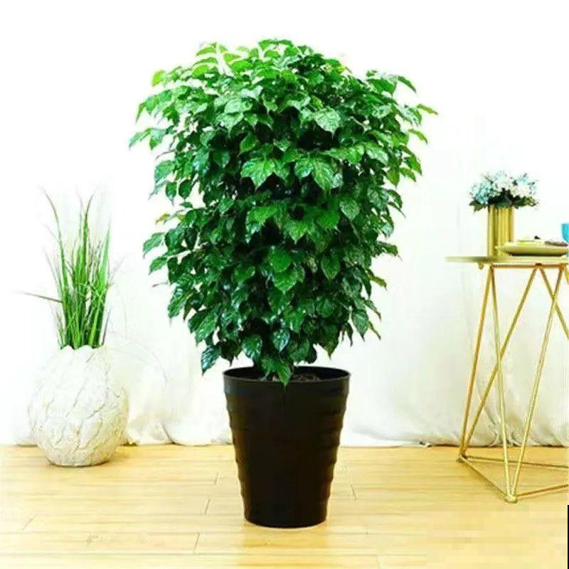 家里的幸福树出现问题，不知如何判断是否浇水过多，主要看这3点