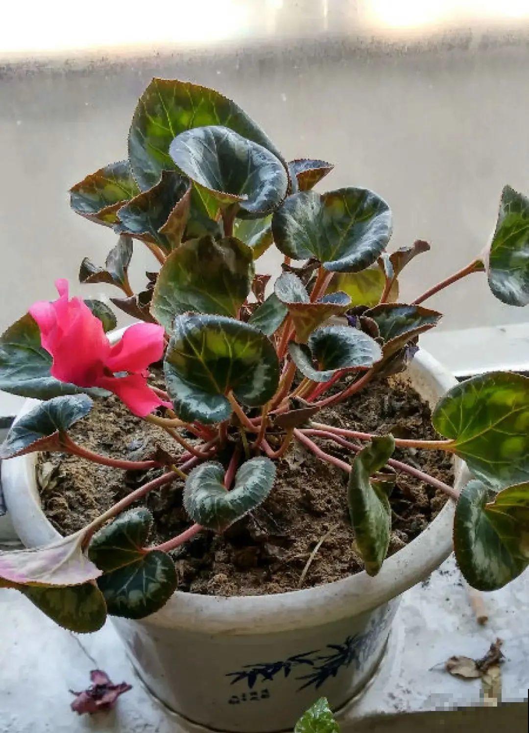 年前不敢买的“贵货花”，现在捡漏，价格低到“不可思议”