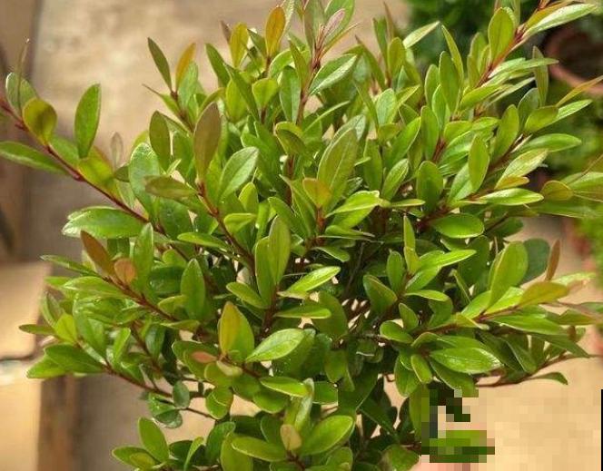 路边常见的一种绿植,养护起来特简单,绿油油四季常青 路边常见的一种绿植,养护起来特简单,绿油油四季常青