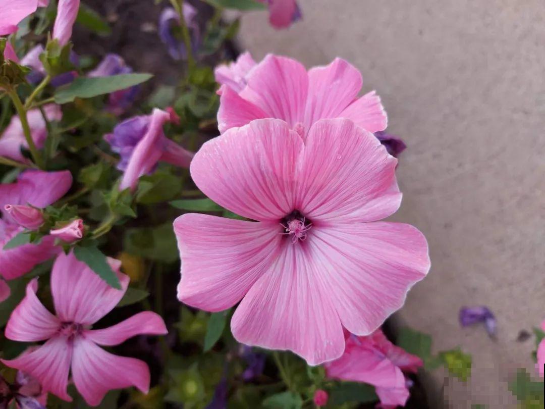 三月花葵“银杯”花,一开耀眼夺目,美上天了! 三月花葵“银杯”花,一开耀眼夺目,美上天了!
