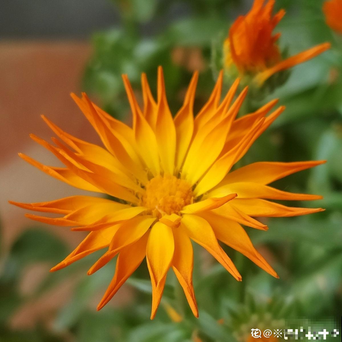 3种菊入春最应该养，价格便宜，养护简单