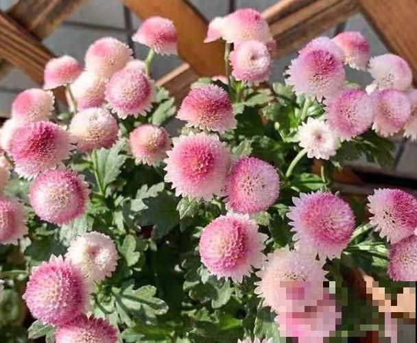 网红植物“珠玉之卵”,注意这4点,轻松养殖 网红植物“珠玉之卵”,注意这4点,轻松养殖