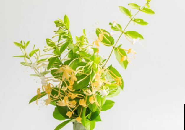 盆栽金银花，老是黄叶掉叶，主要和这4点有关