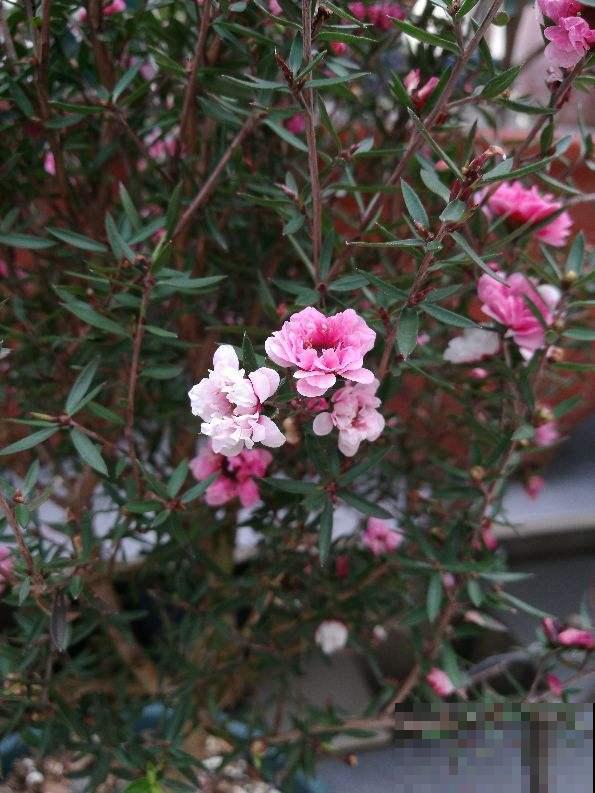 4种年宵花，拒绝大红大绿，就要“小清新”