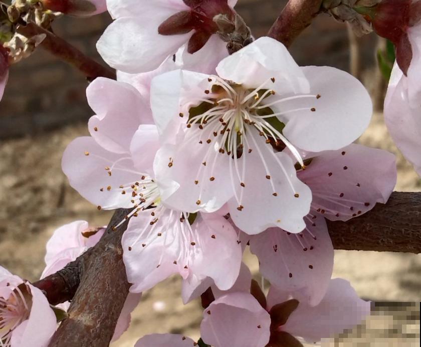 4种“女人花”，爆花容易还能吃，养出好气色