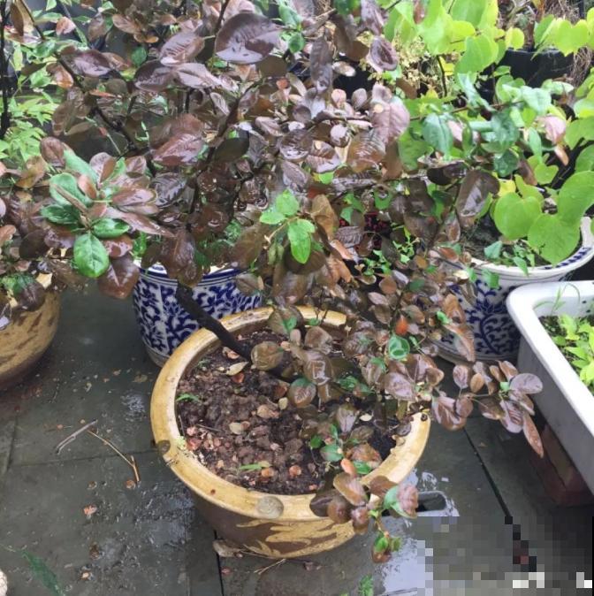 三伏天,花草难度夏,有问题来问我吧! 三伏天,花草难度夏,有问题来问我吧!