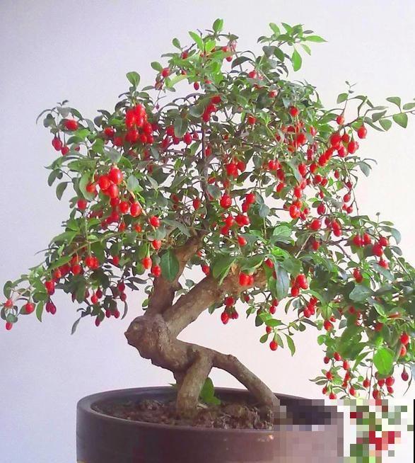 4种花,老中医特爱养,对身心都有帮助 4种花,老中医特爱养,对身心都有帮助