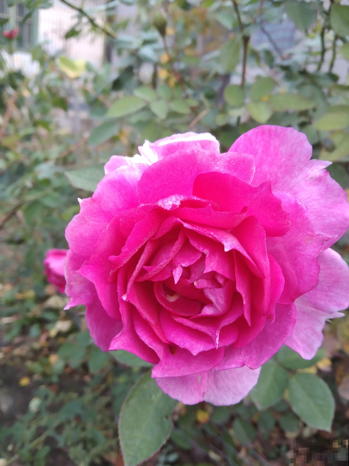 月季新芽呼呼冒,土边埋层鱼肥肠,花一茬接一茬,开不停 月季新芽呼呼冒,土边埋层鱼肥肠,花一茬接一茬,开不停