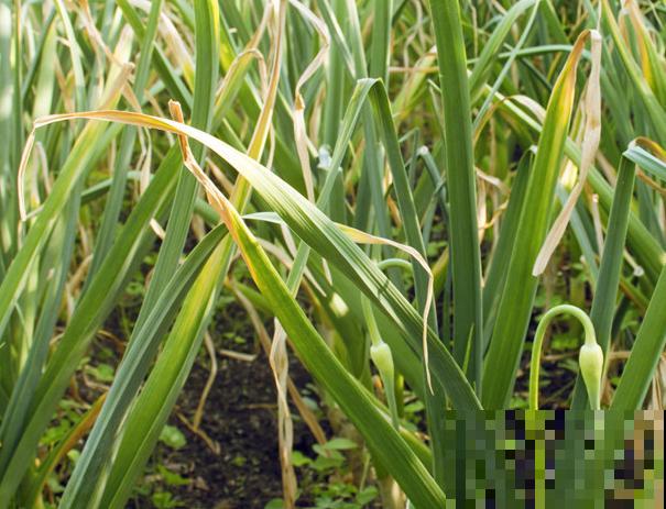 蒜苗叶子发黄，及时补充氮肥，后期长势变好