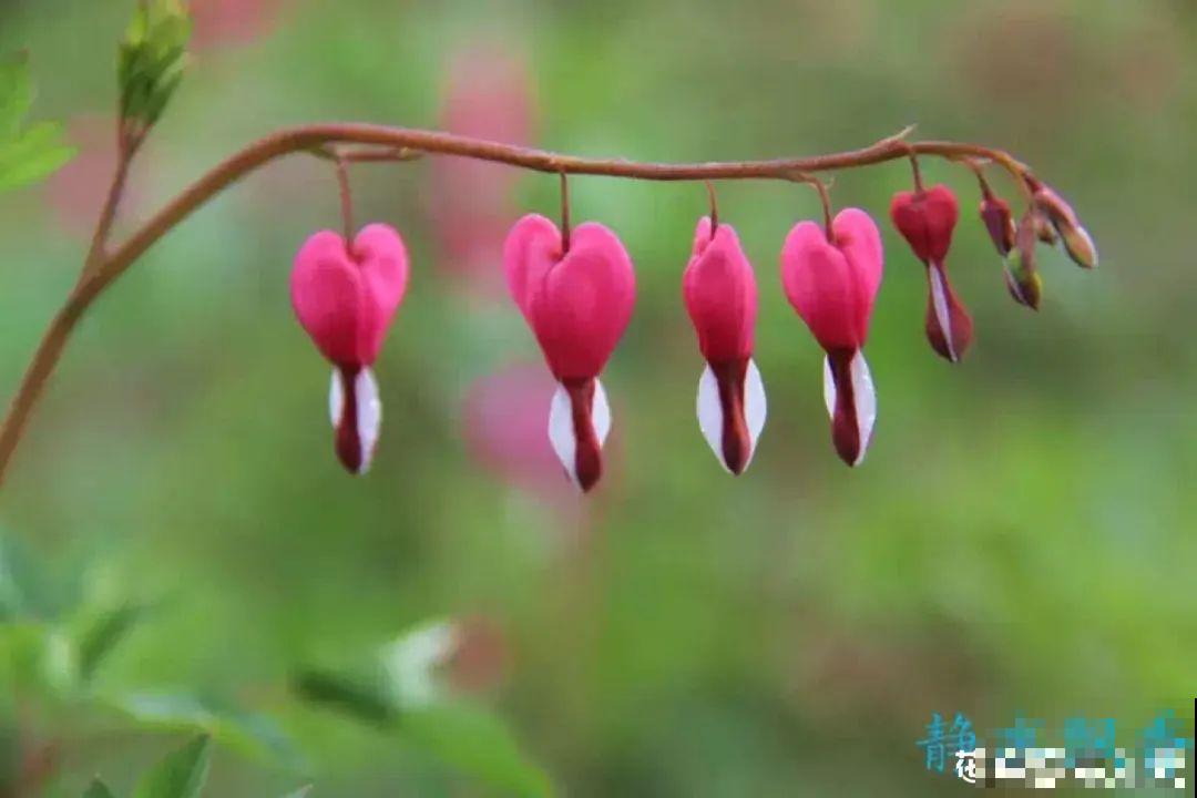 家里养盆荷包牡丹,荷包满满,富贵吉祥寓意好! 家里养盆荷包牡丹,荷包满满,富贵吉祥寓意好!