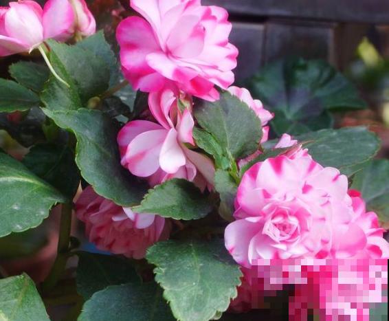 水梅花花苞打不开，主要和这4点有关，处理好很快开花