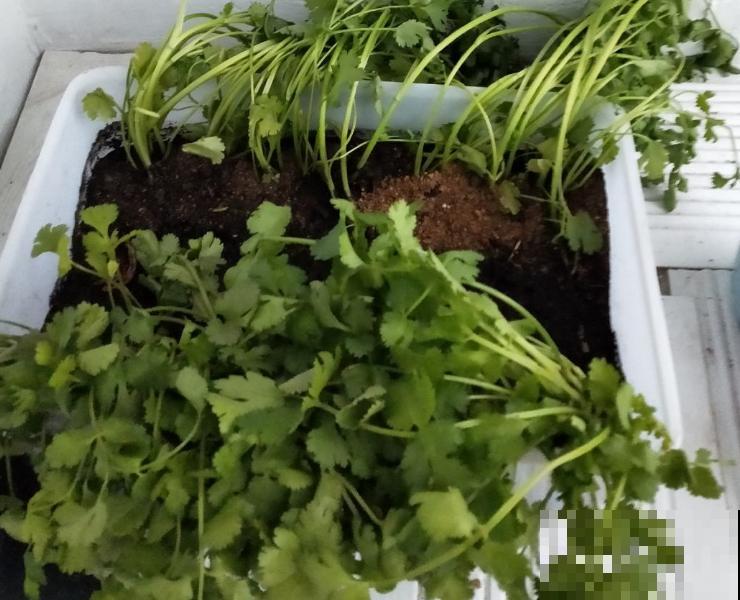 撒了把香菜种子,好不容易长了苗,全都烂了,究竟为啥? 撒了把香菜种子,好不容易长了苗,全都烂了,究竟为啥?