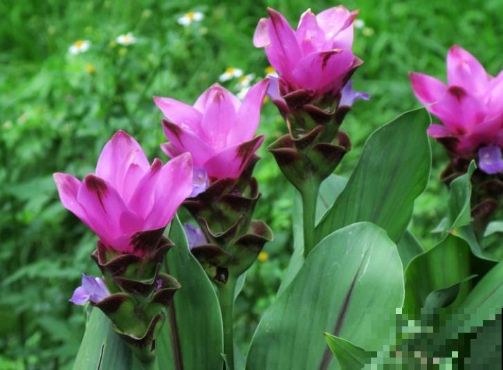 这5种植物适合露天种植，院子里随便一个品种，都很争艳