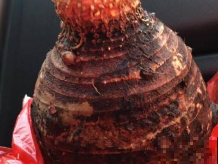 芋头种植简单,学会这4步,轻松管理 芋头种植简单,学会这4步,轻松管理