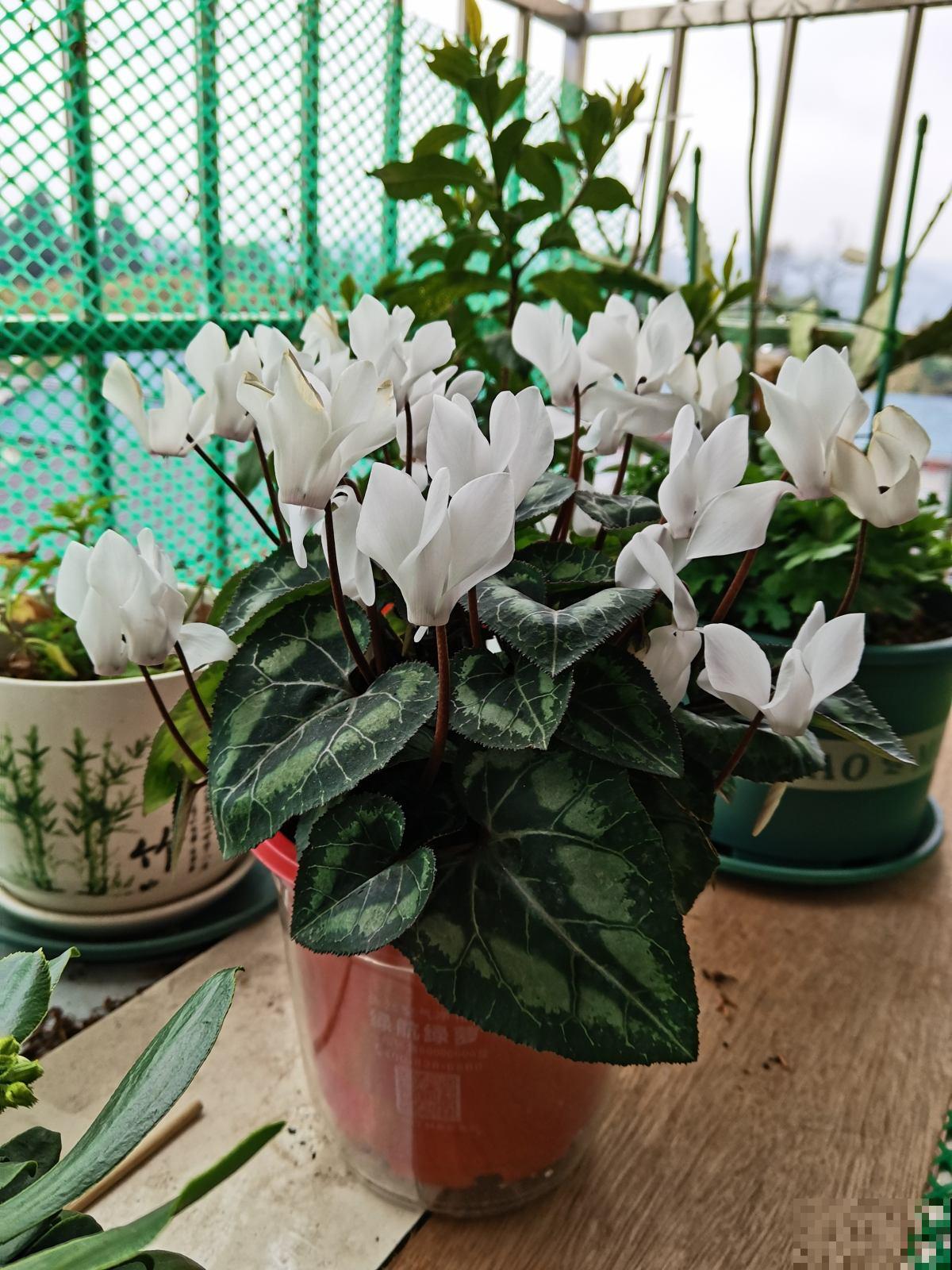 5种“坑人花”，过年买了才知上当，没技术就别养，浪费钱