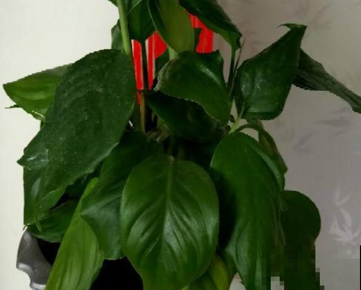 万年青掰个枝条,插土里就能活,1盆变多盆 万年青掰个枝条,插土里就能活,1盆变多盆