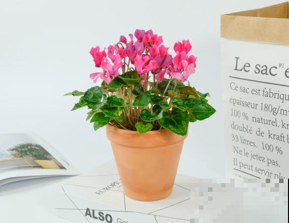 室内养盆仙客来,注意这5点,花苞蹭蹭冒 室内养盆仙客来,注意这5点,花苞蹭蹭冒