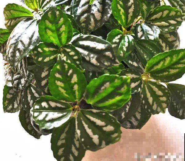 客厅养花别乱摆，选对位置，财运滚滚来！