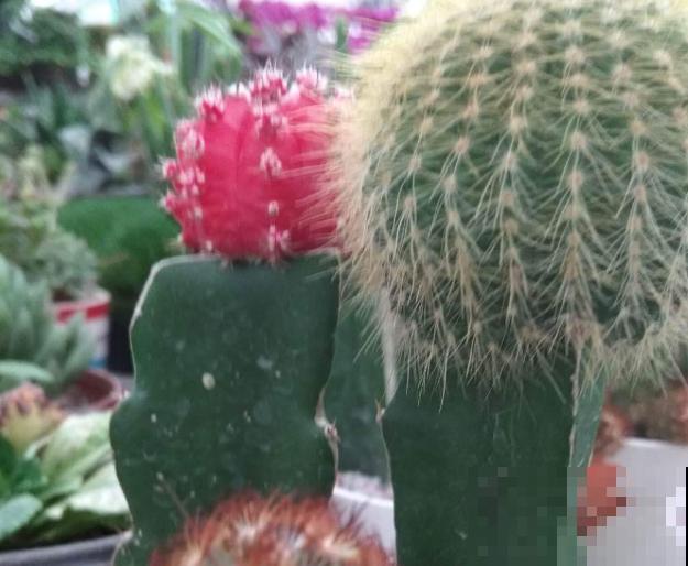 超耐旱的仙人掌，半个月浇一次水，照样开出“大荷花”