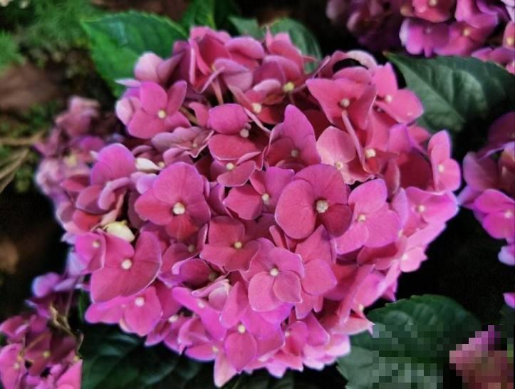 7种花，在封闭阳台也能爆花，美过露天养