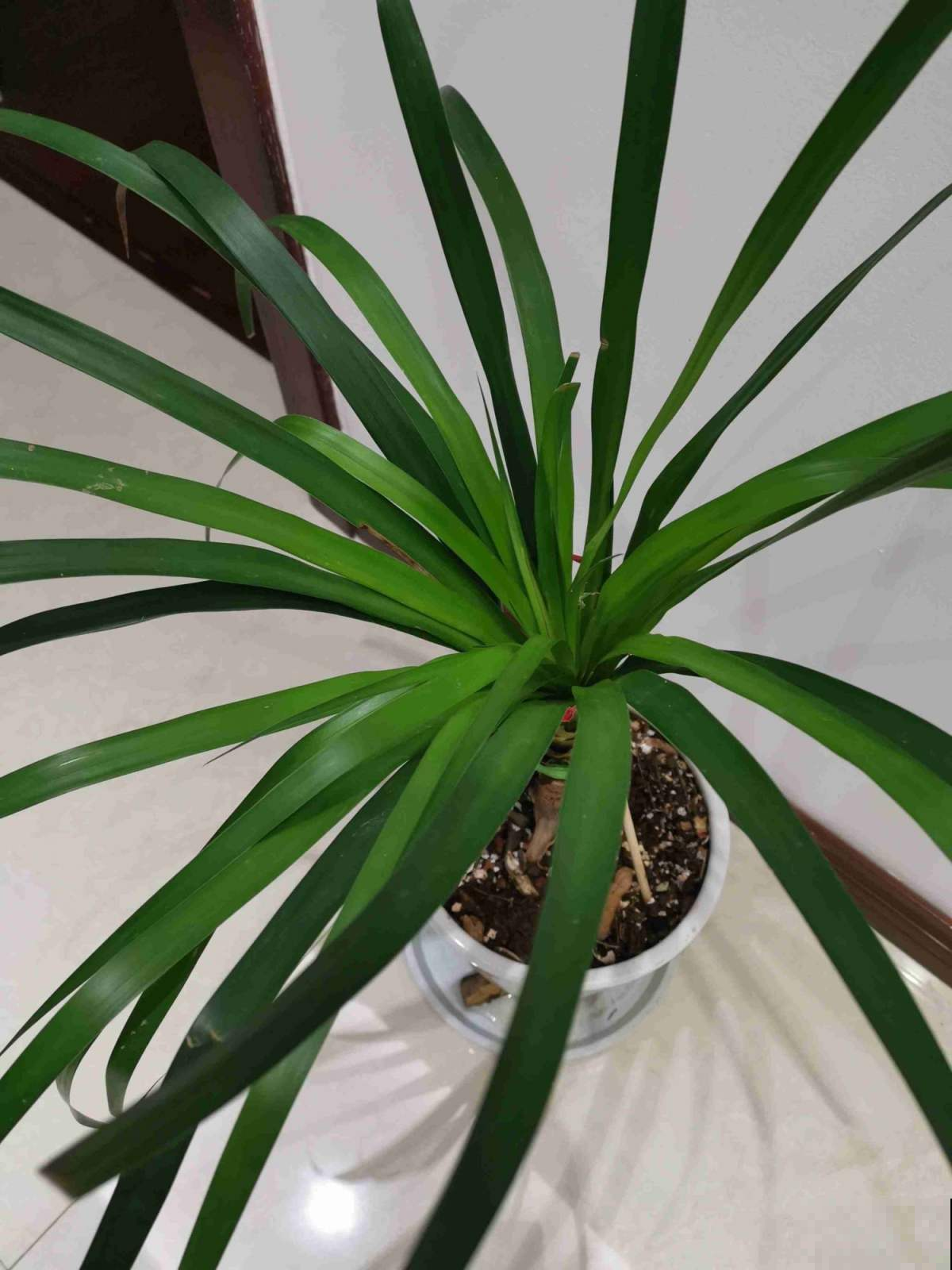 吊兰长得“半死不活”，狠心直接咔嚓掉，1个月疯长爆盆