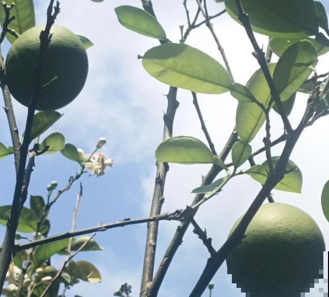 文旦和柚子区别简单，记住这4点，再也认不错