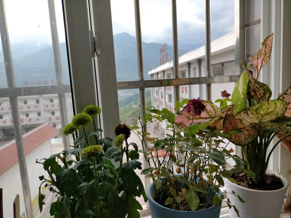 花盆里出现“白色棉絮”，发现第一时间处理，植物求救信号别忽视