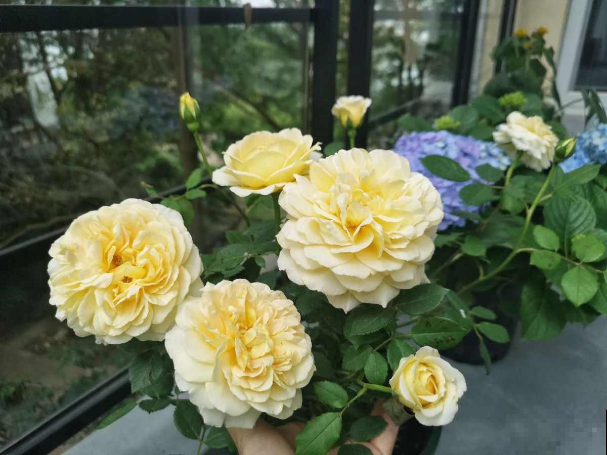 爱养花的男人才不“娘”,实则温柔又细心,遇到了可别错过 爱养花的男人才不“娘”,实则温柔又细心,遇到了可别错过