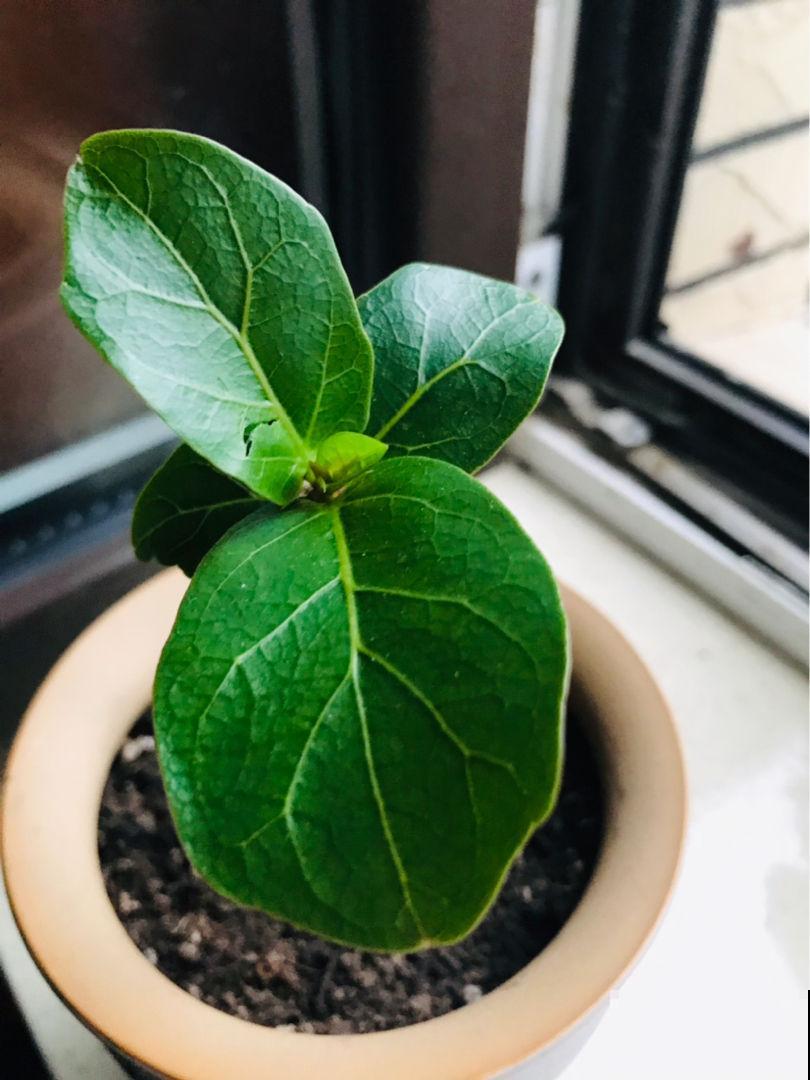 琴叶榕养着养着就“嗝屁”了,找对原因,分分钟成为绿植C位 琴叶榕养着养着就“嗝屁”了,找对原因,分分钟成为绿植C位