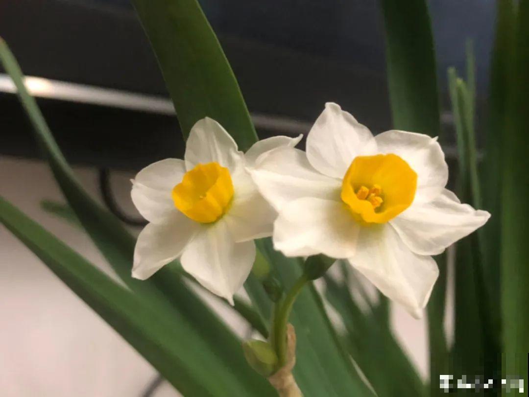 9种花是“一次性”，年前买、年后扔，不心疼钱吗？